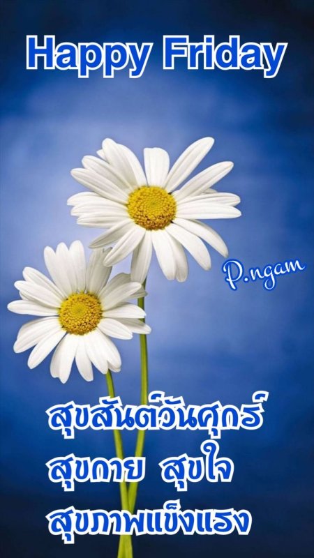 Ромашки обои