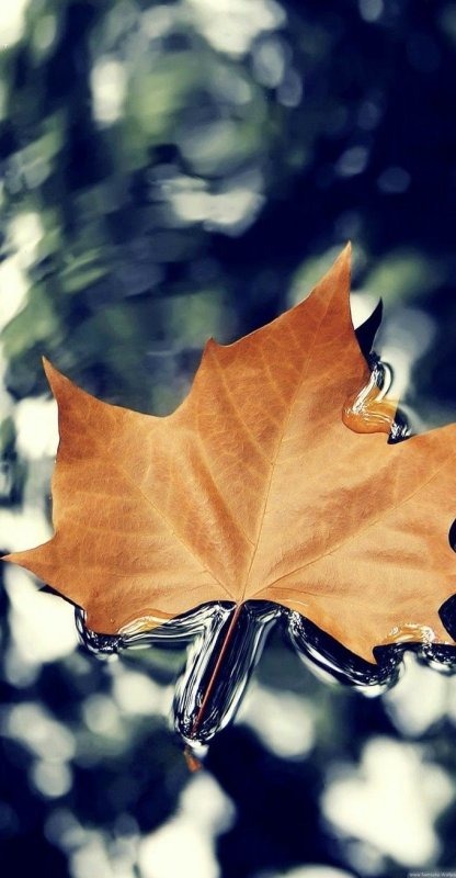 Заставка на телефон осень