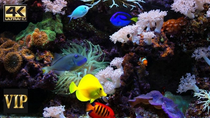 Обитатели морского дна