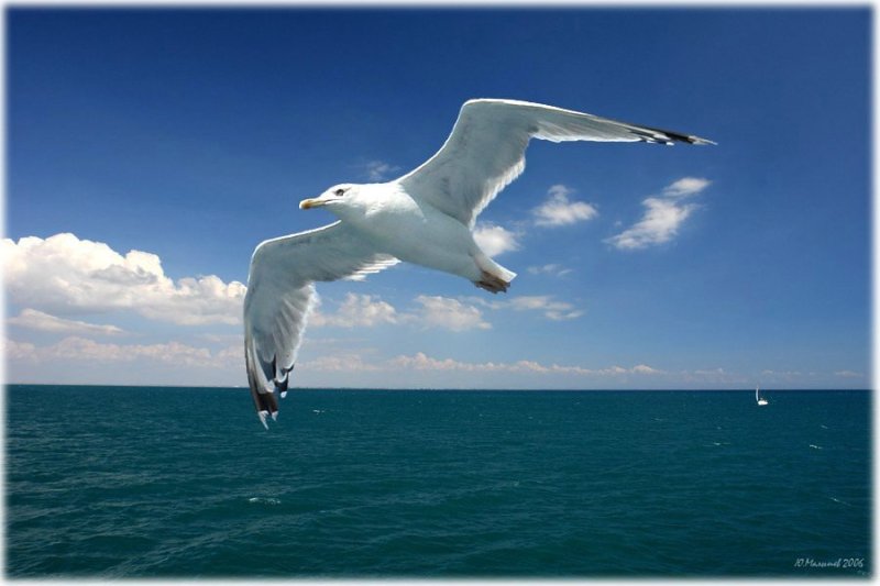 Чайки парят над морем