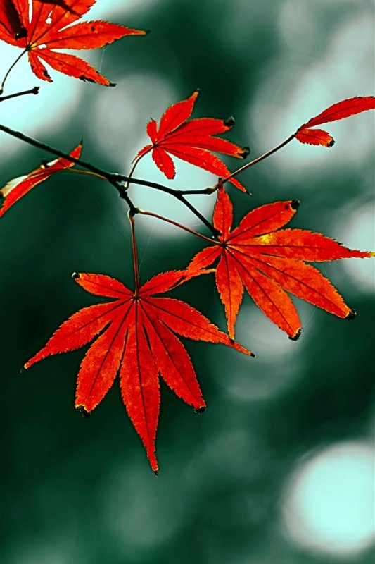 Кленовый лист