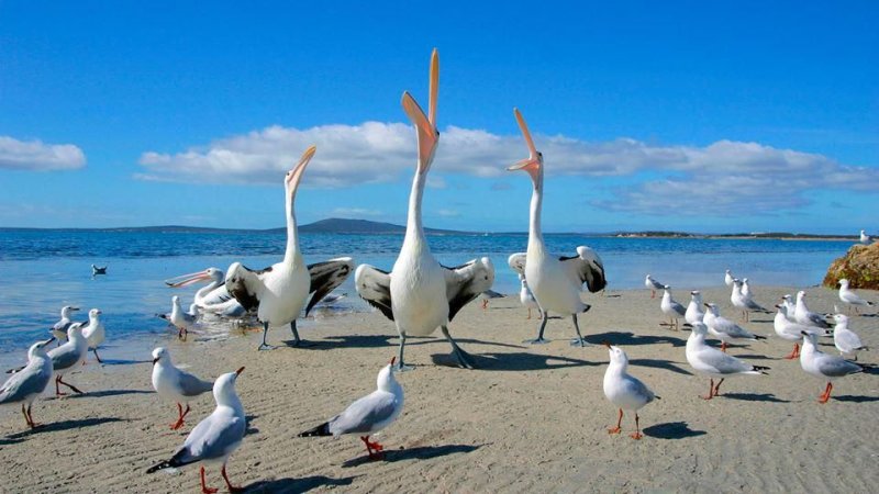 Альбатрос и Чайка