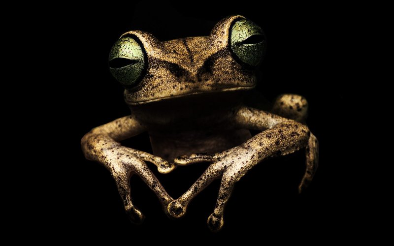 Заставка на рабочий стол лягушка