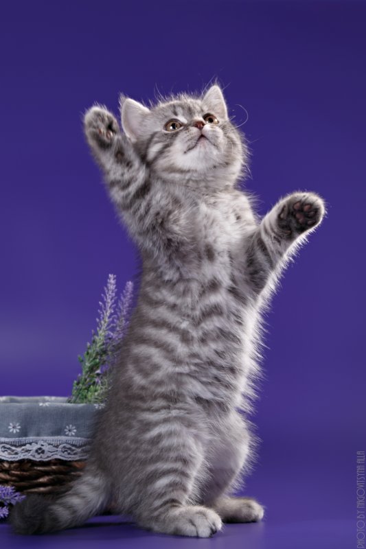 Шотландская вислоухая кошка вискас