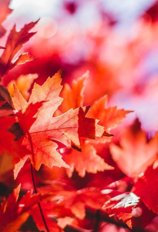 Осенние листья