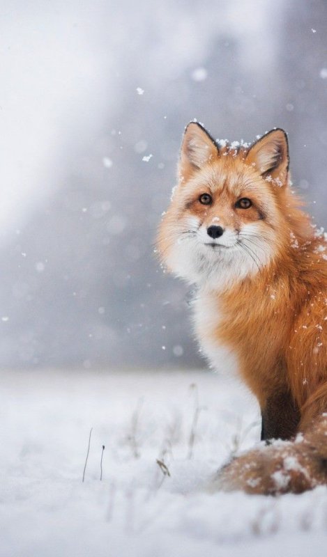 Красивая лиса