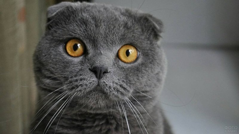 Британская вислоухая кошка серая