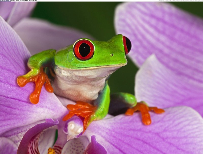 Лягушка квакша розовая