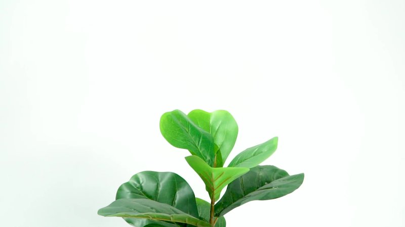 Фикус лирата Бамбино