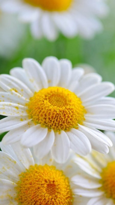 Ромашка цветы