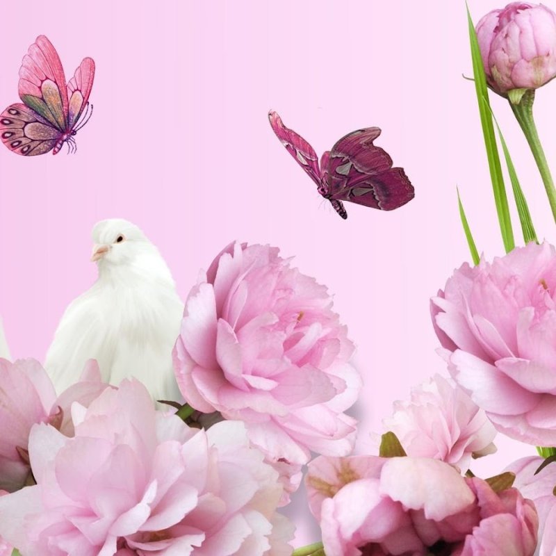 Бабочки и пионы