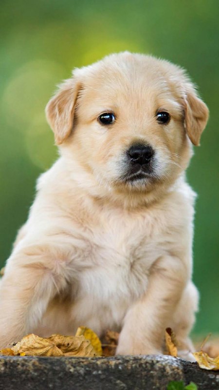 Красивые щенки