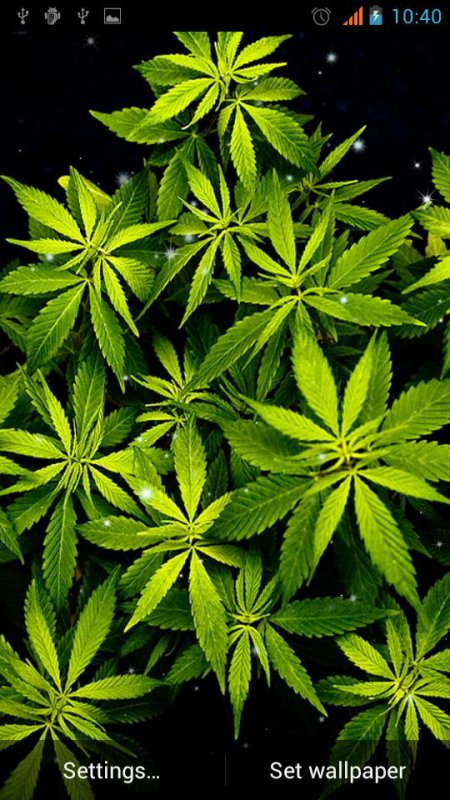 Канабис 4к