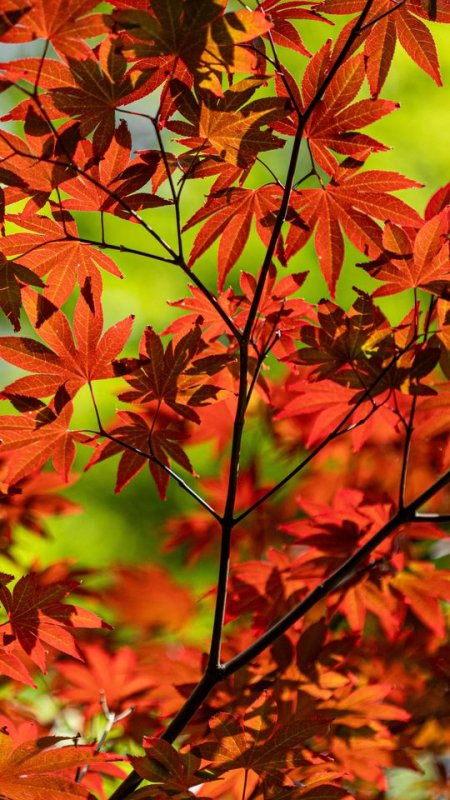 Листья клена осенью