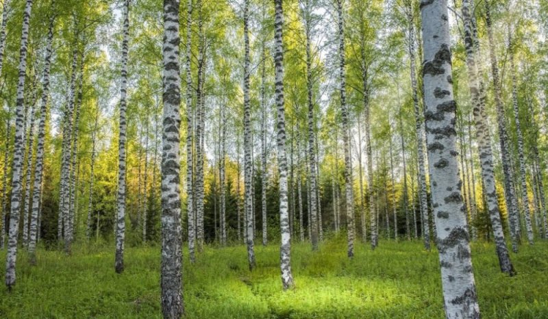 Березовая роща Алтайский край