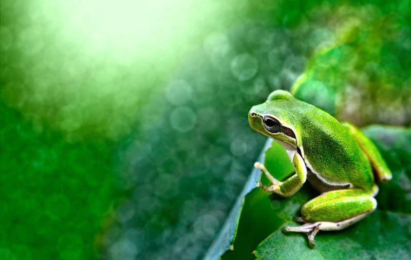 Изумрудная лягушка