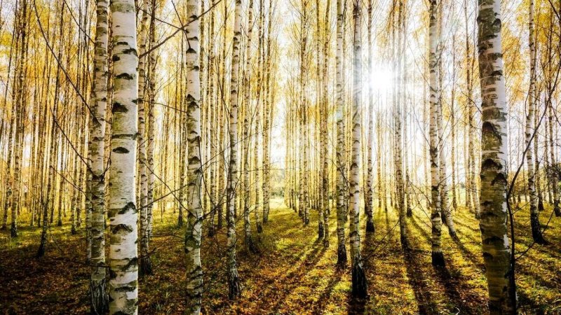 Березовая роща Кисловодск