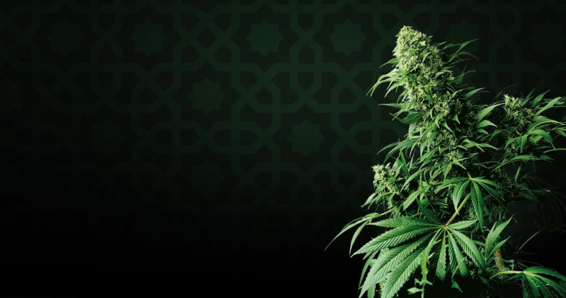 Канабис куст