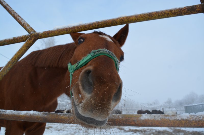 Волга добрая лошадка все свезет
