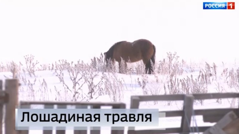 Заставка новости лошади