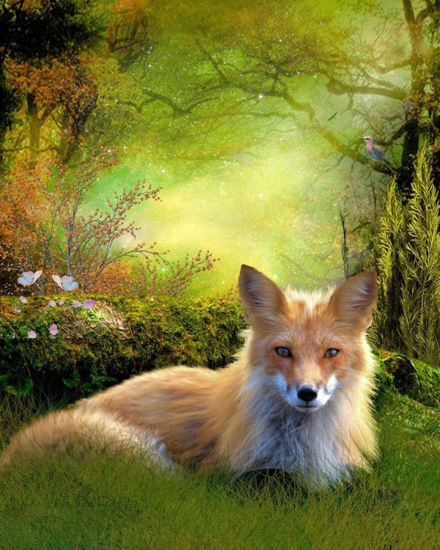 Заставка на рабочий стол лиса