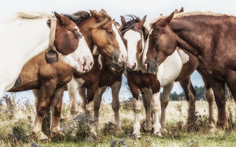Картинка Бегущий белый конь