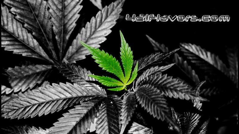 Блэк канабис