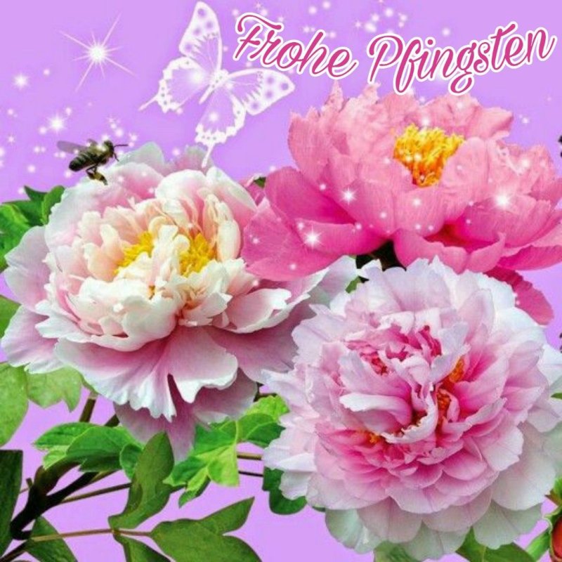 Бабочки и пионы