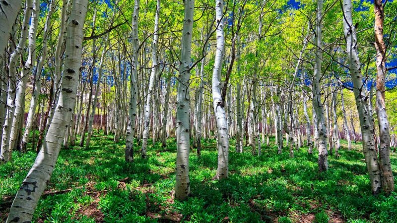 Исаак Левитан Березовая роща