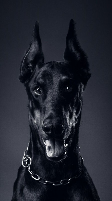 Доберман собака