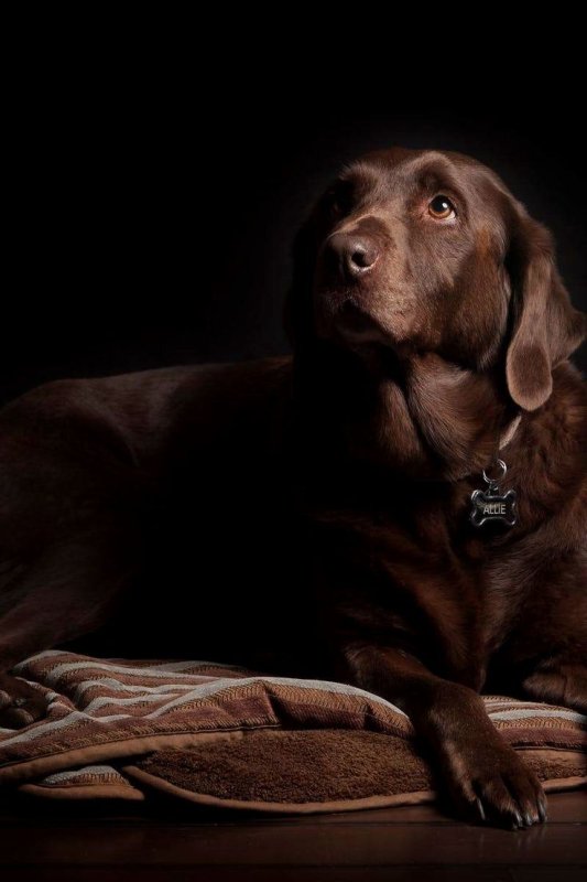 Дог коричневый