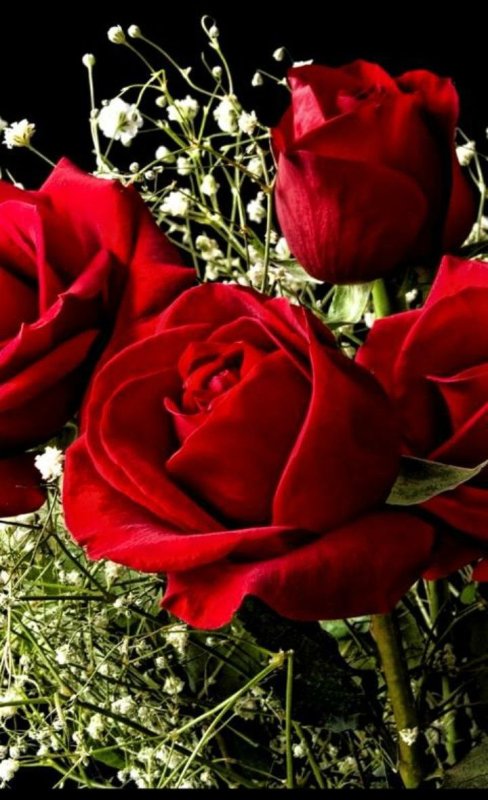 Роза шикарная