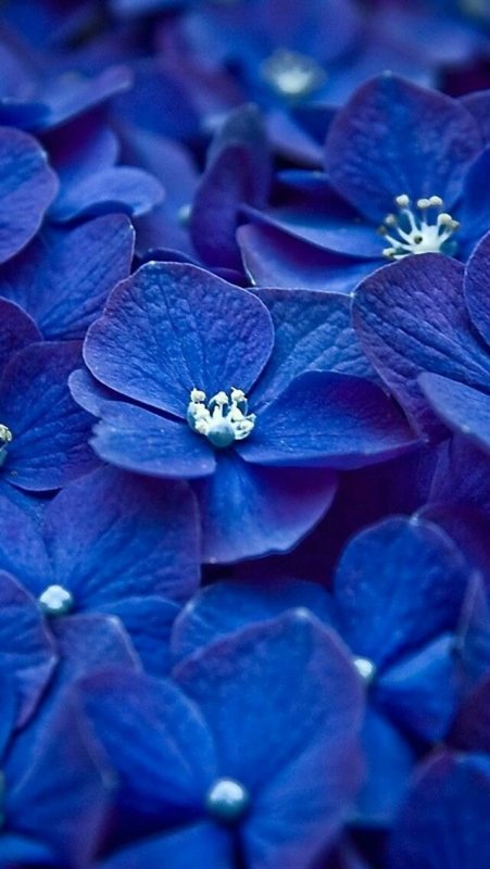 Блуе Фловер