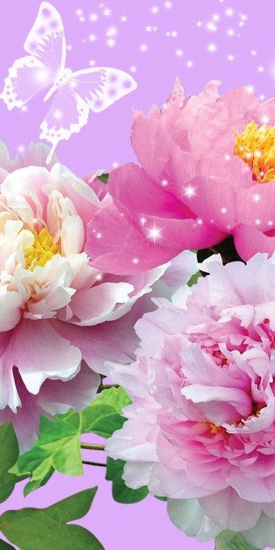 Пионы на заставку для привлечения любви