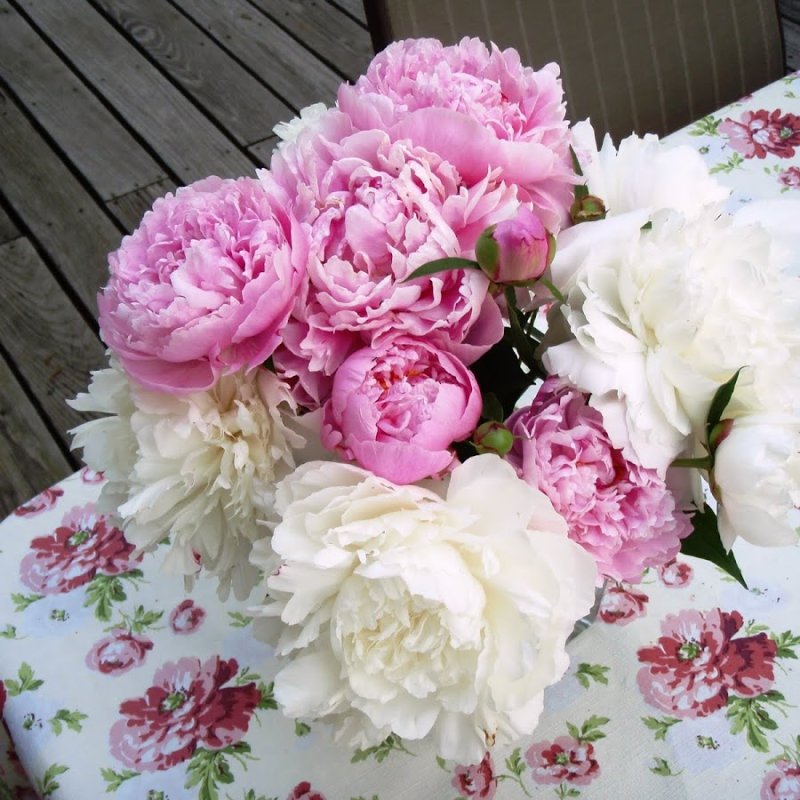 Пионы для привлечения любви