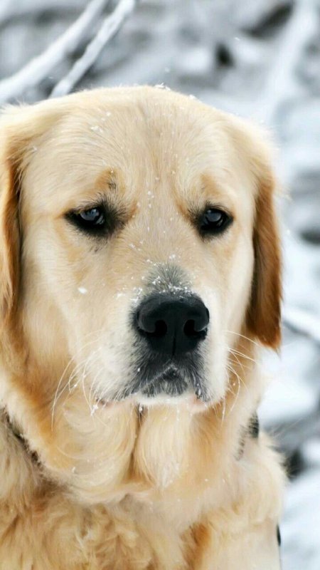 Лабрадор ретривер золотистый