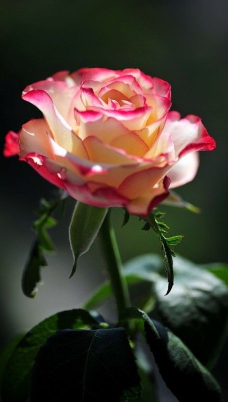 Красивые цвета