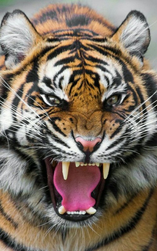 Оскал тигра