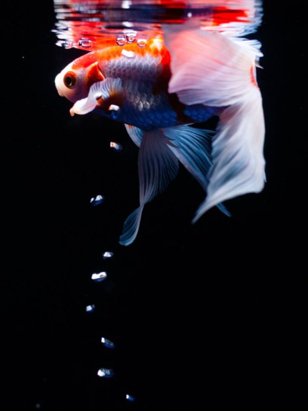 Карп кои вуалевый