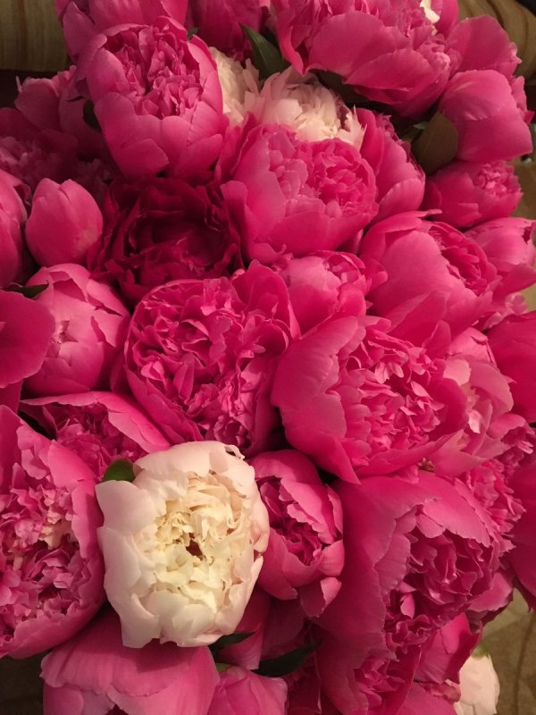 Розоподобные пионы