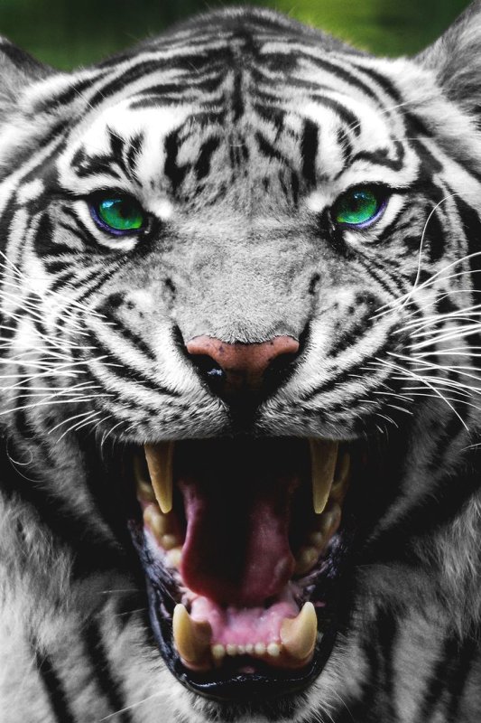 Тигр оскал анфас