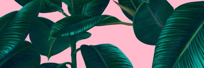 Фикус Лакия