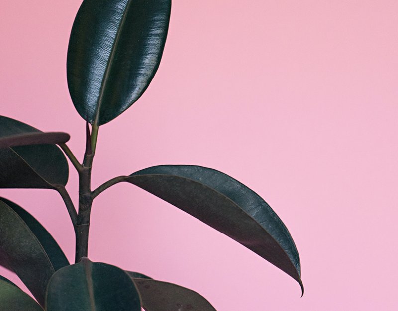 Фикус Бейлиз