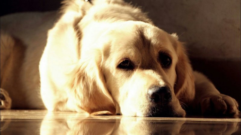 Лабрадор Голден ретривер