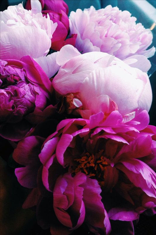 Пион Смоута