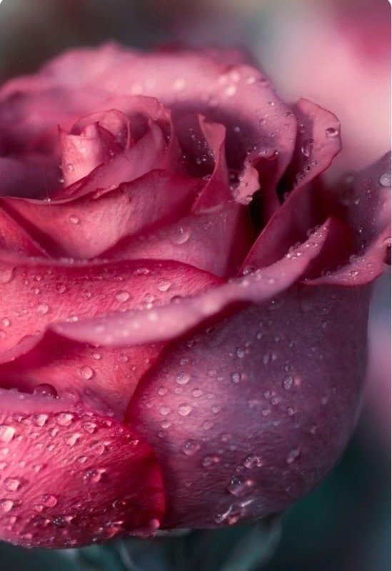 Розовые розы