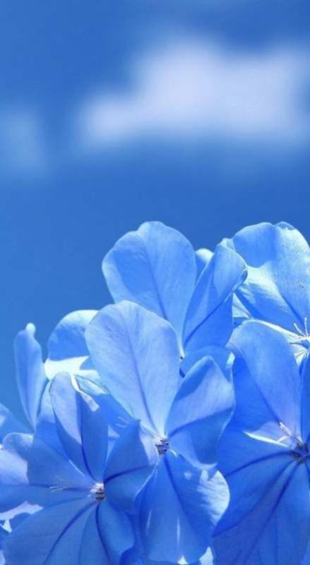 Голубые цветы