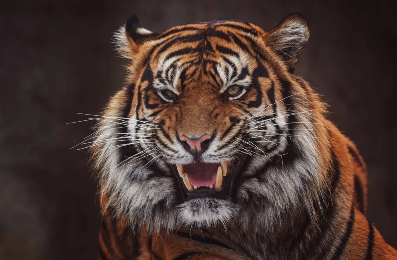 Амурский тигр оскал