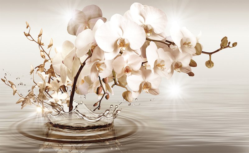 Фотообои орхидеи