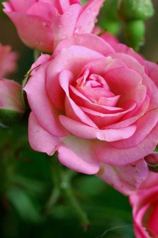 Розовые цветы